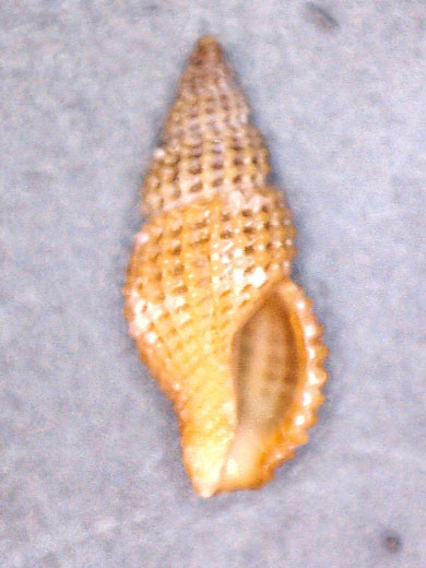 Da identificare